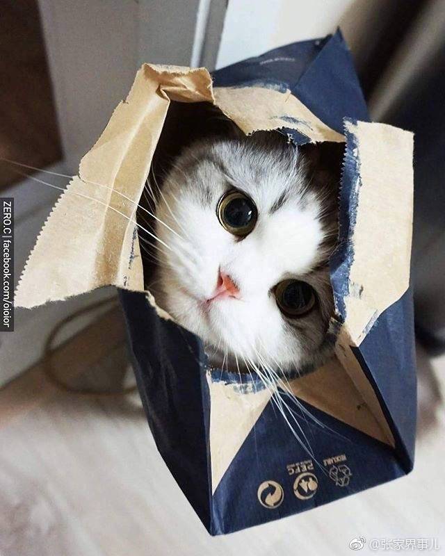 大脸猫大脸猫爱吃鱼