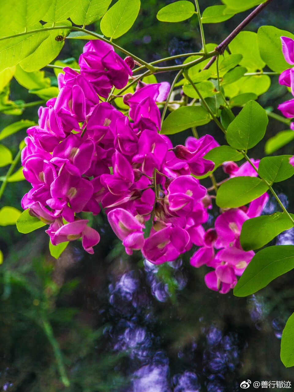 美艳红槐花拍摄于北辛植物园