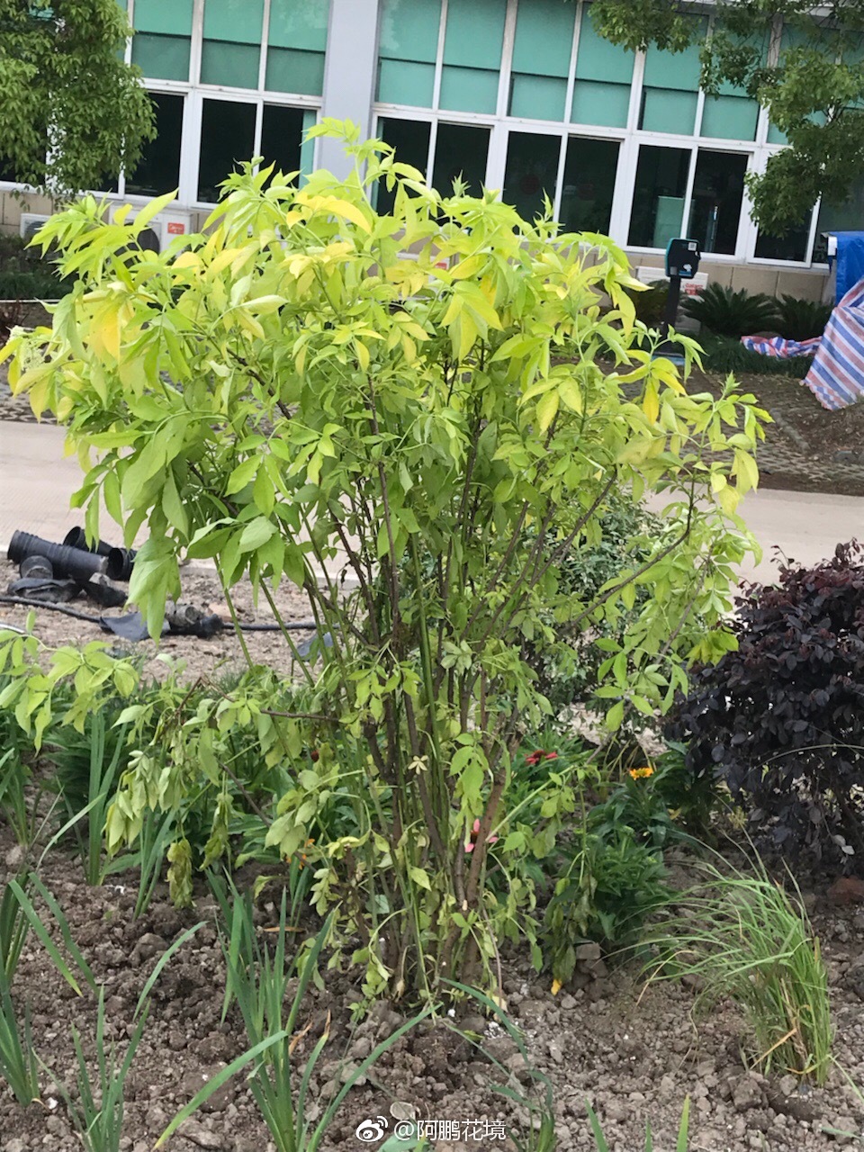 木本植物也来认识下