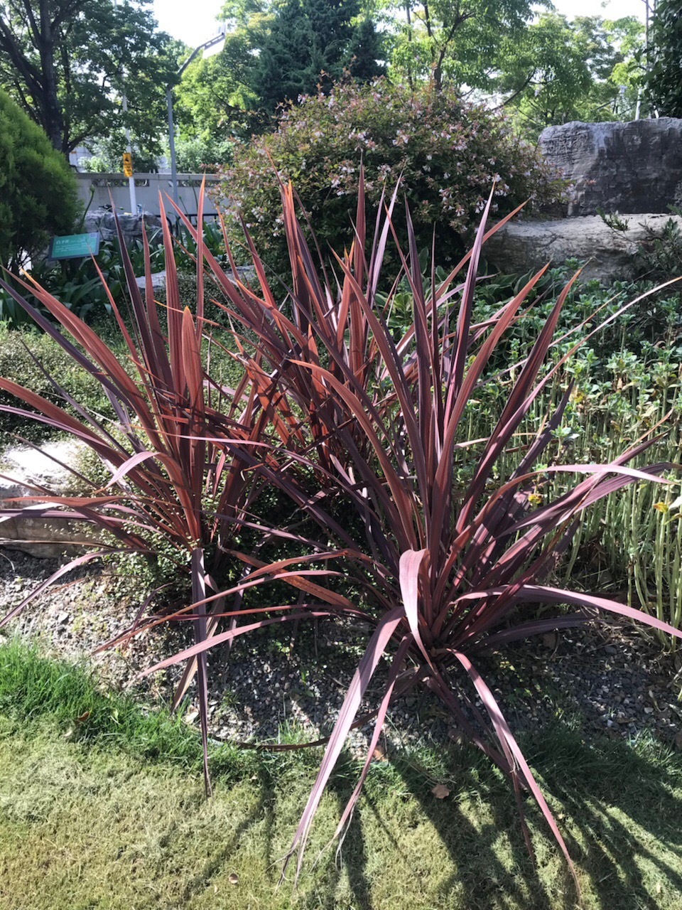 金边凤尾兰红巨人朱蕉了解一下是不是很有澳洲风情