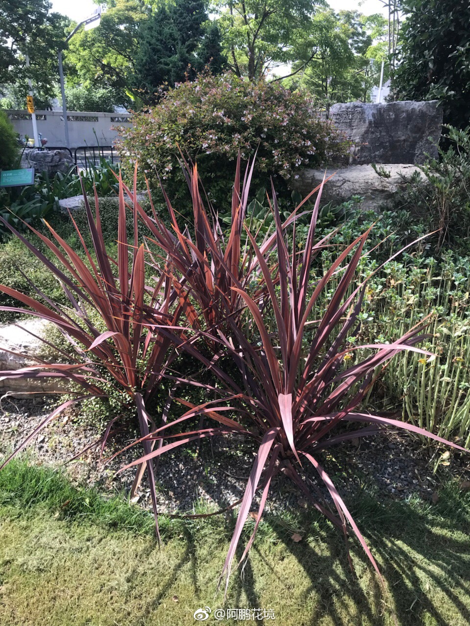 金边凤尾兰红巨人朱蕉了解一下是不是很有澳洲风情