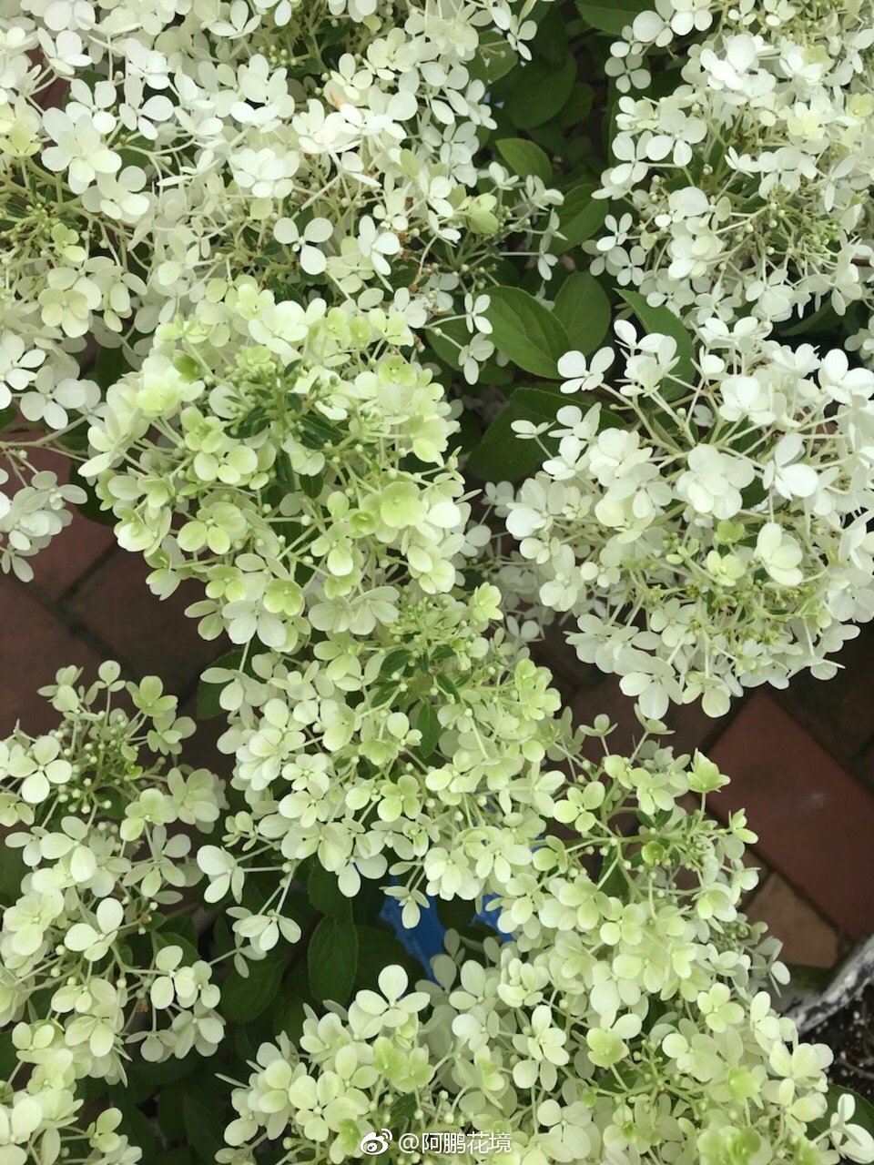 圆锥绣球霹雳贝贝了解一下非常棒花量巨大小苗开花花球形