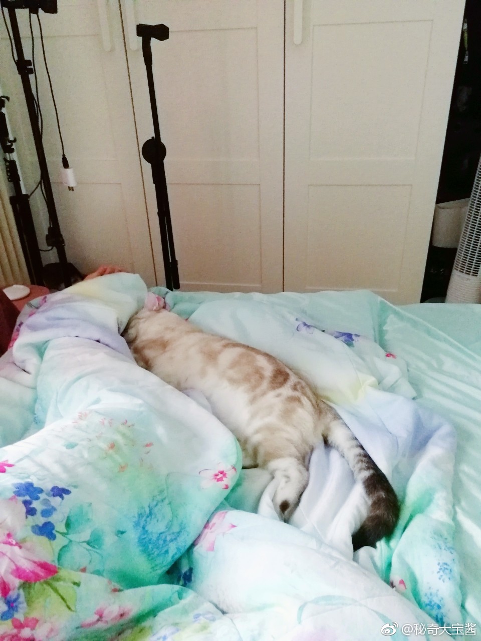 一个人表面看上去有猫挺幸福的其实她睡觉都伸不直腿