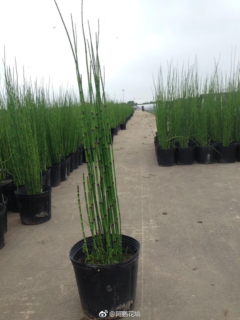 木贼买家秀和卖家秀