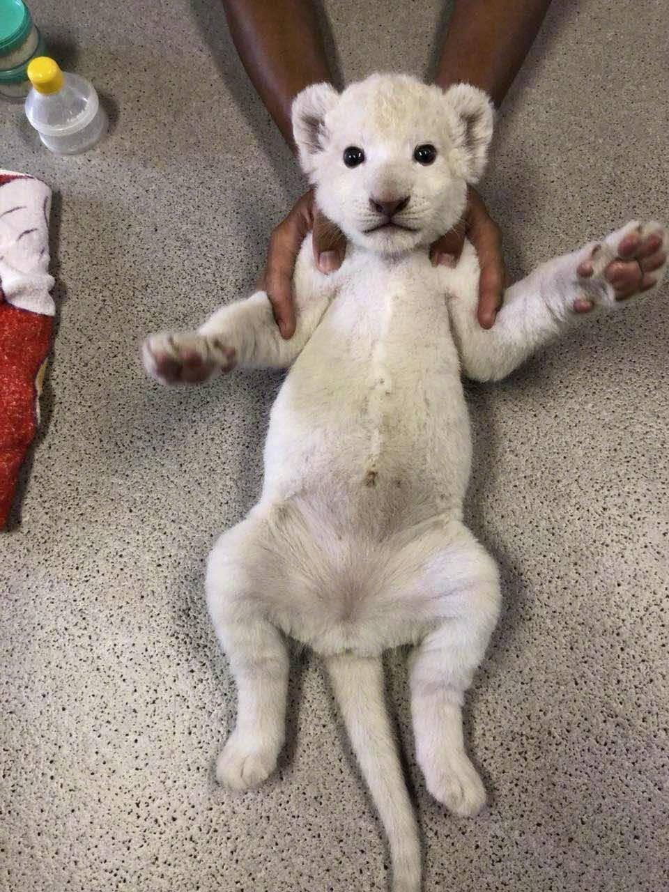 日本福岛东北野生动物园的小西几