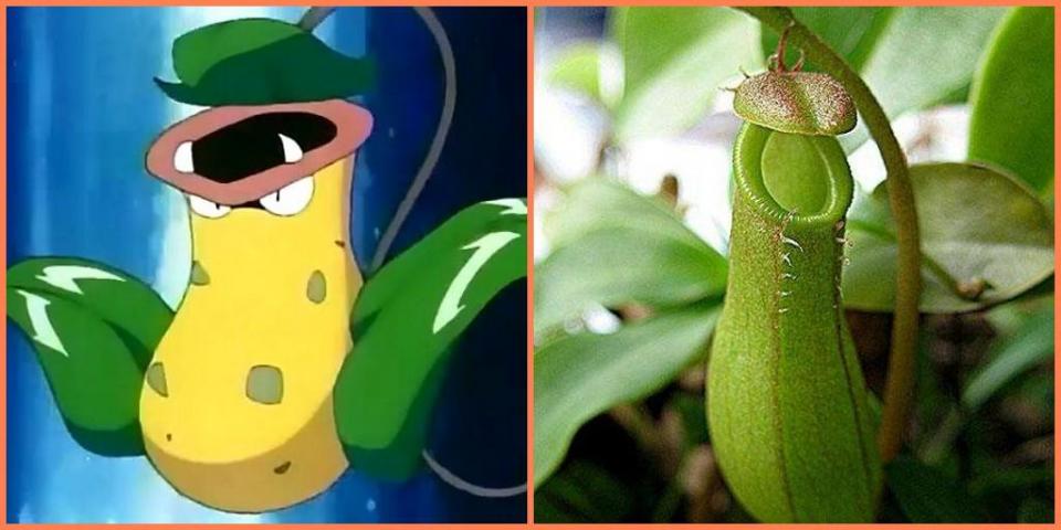 那些跟现实生物一模一样的神奇宝贝,堪称三次元的宝可梦!