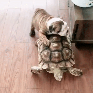 小法斗嫌乌龟爬的太慢,在身后用力去推,太逗了!