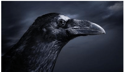 乌鸦真的是东方告死鸟?