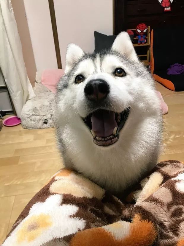 ▼居然开心笑到眯眯眼啦!完全融化了