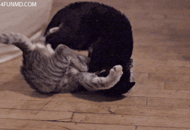 两个猫打架的搞笑动图图片