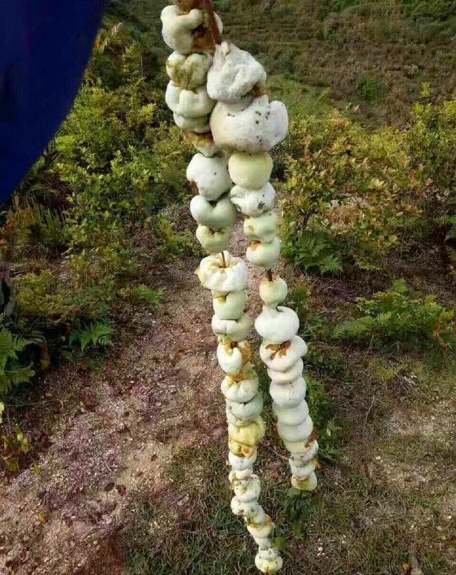 赣州山上的这种果实,香甜爽口,只有南方有,北方有钱都吃不到