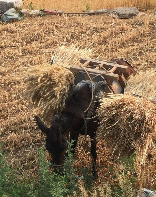 青州用驴干活的队伍是一个景观!青石板!古色古香恰好!
