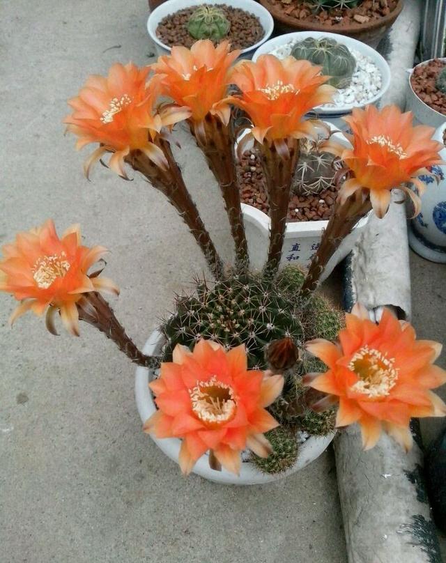 收集的一些美丽仙人球开花图|仙人球|宝山|烟花_新浪新闻