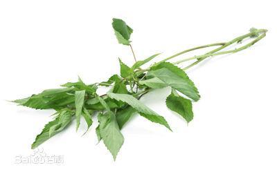 农村这植物曾作为绳子用,现在30元一斤成保健菜,几乎绝种|红麻|麻叶