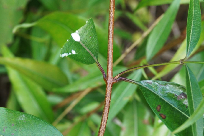 田边这种树,过去被砍来当柴烧,如今价值好珍贵,人称"羊奶条"