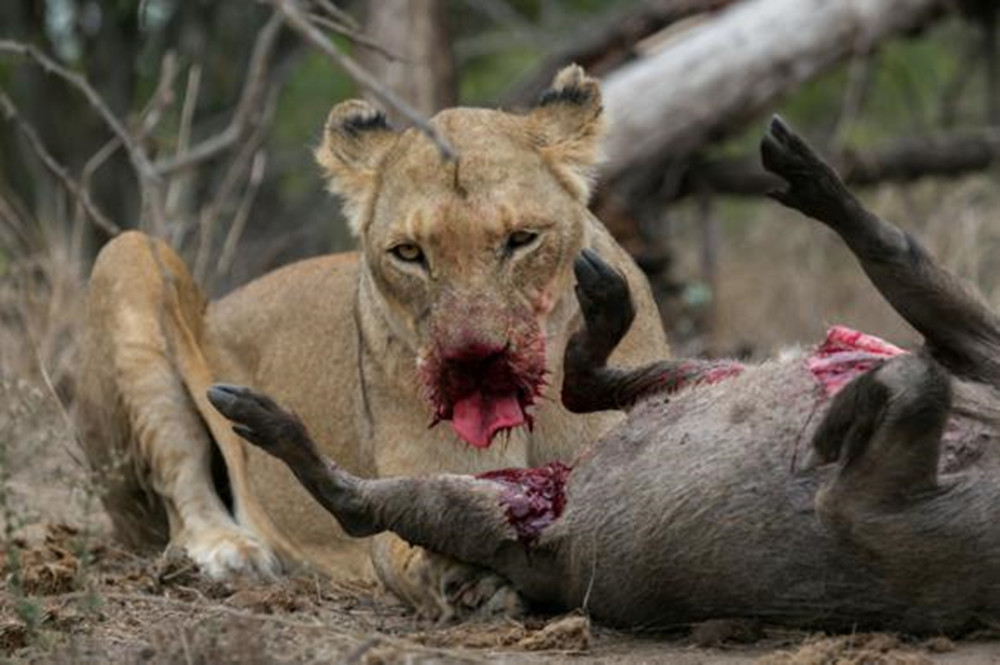 两只狮子分食猎物时,一只狮子回头看同伴,瞬间没了食欲