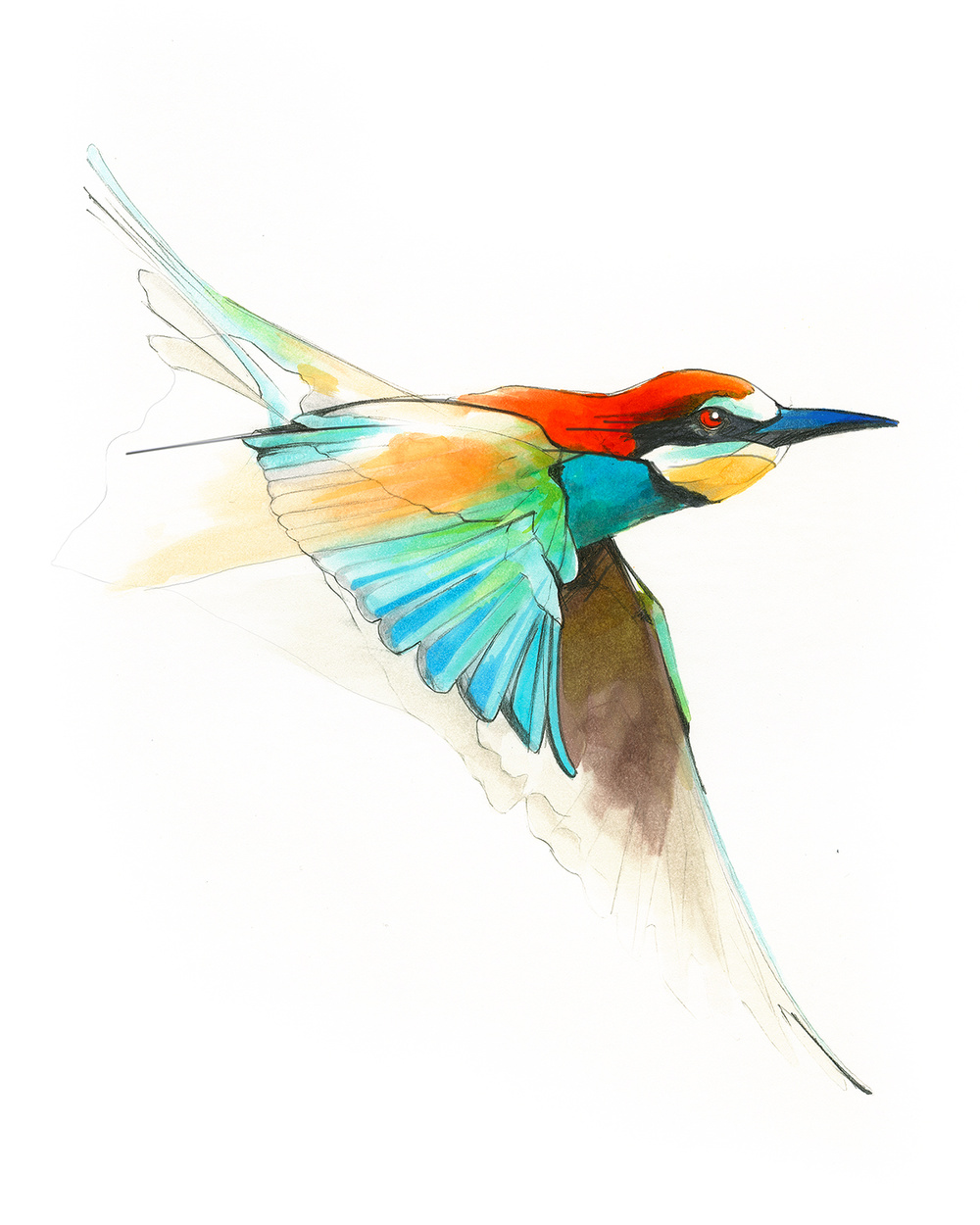 鸟| 伦敦插画师 alexis marcou