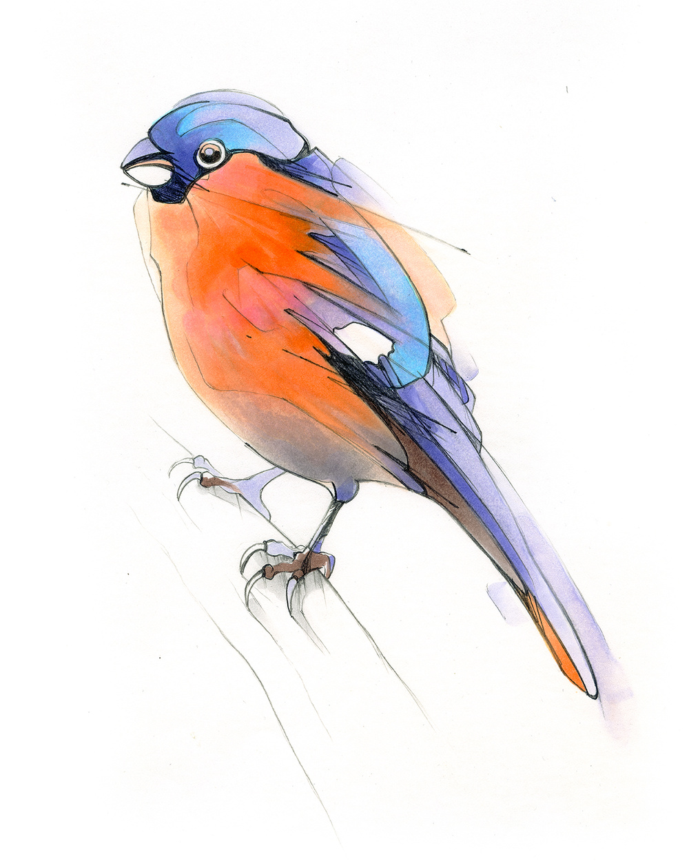 鸟| 伦敦插画师 alexis marcou