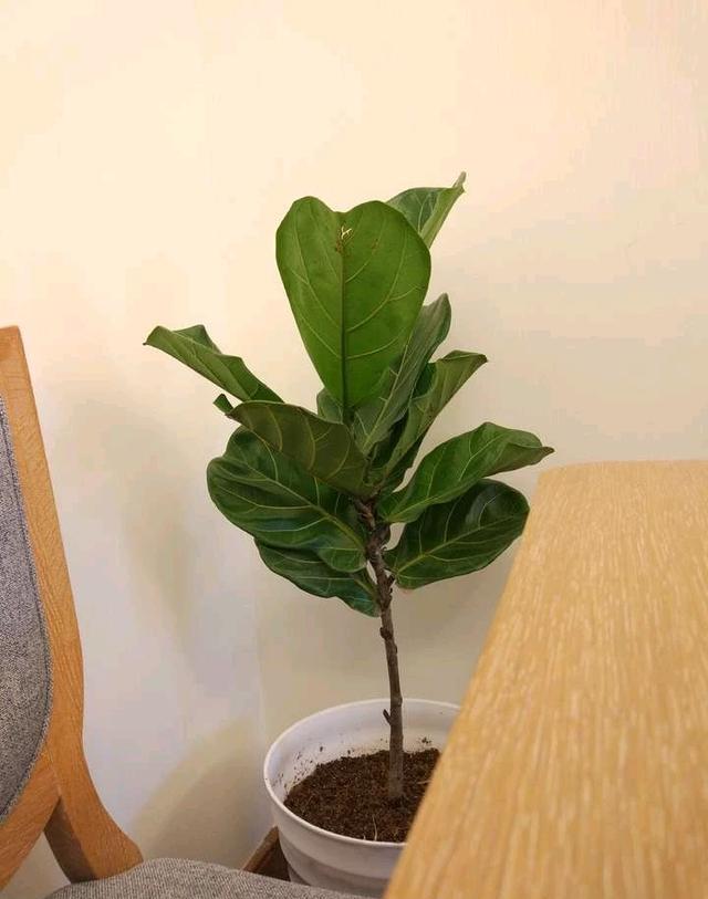 养的琴叶榕茎杆太细了做好这三步轻松解决茎秆粗壮叶子油绿