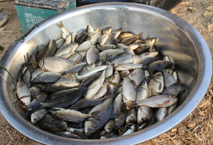 农村河边浇地,没想到收获满满一盆野生鱼