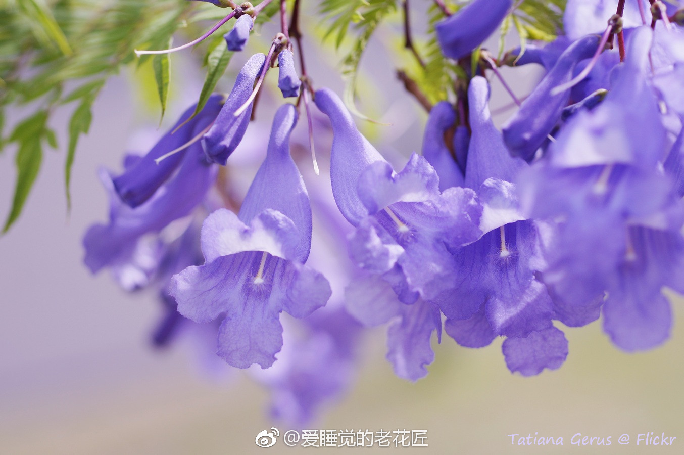厦大白城望海的路上有好几棵蓝花楹和木棉,春天花期正盛的时候
