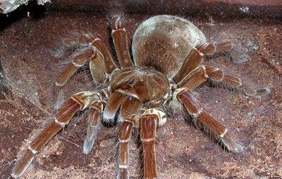 网站不收录怎么解决 蜘蛛池怎么用