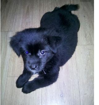 80块钱买了只小黑狗,小时候还挺萌,换了次毛后就变成这样!