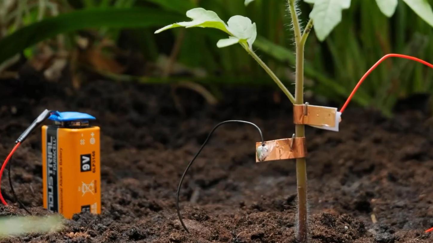为番茄接上电池可以帮助生长?满满都是套路