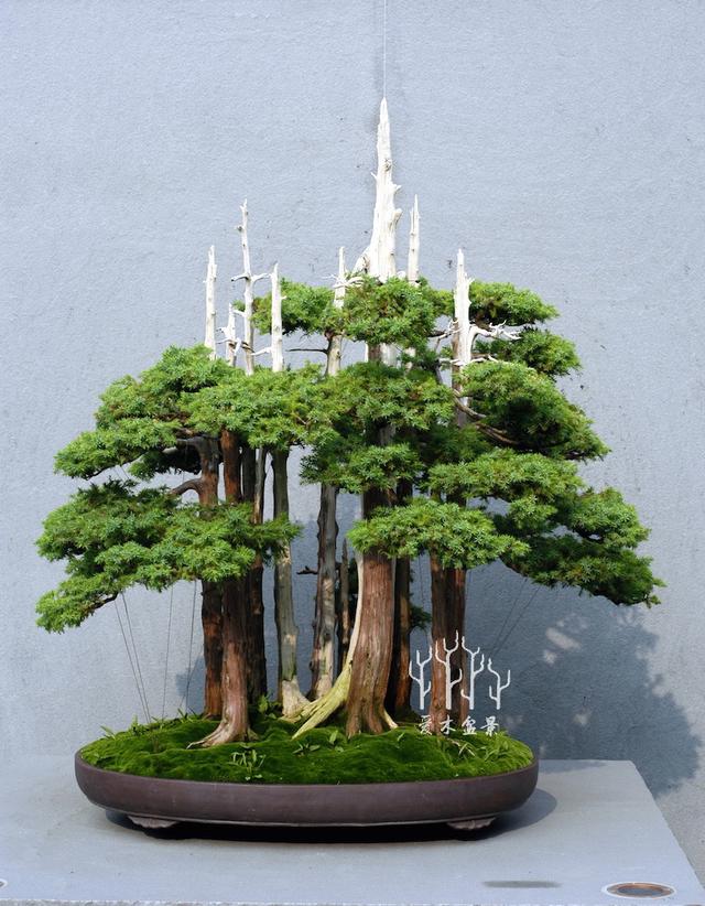 美国盆景的代表作goshin的前世今生,经典丛林盆景的成长史