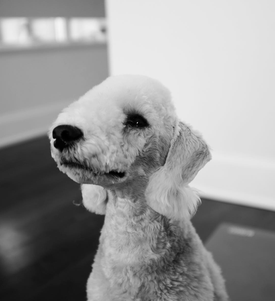 萌萌的贝灵顿梗拥有狗子的灵魂却长了一副绵羊的外表