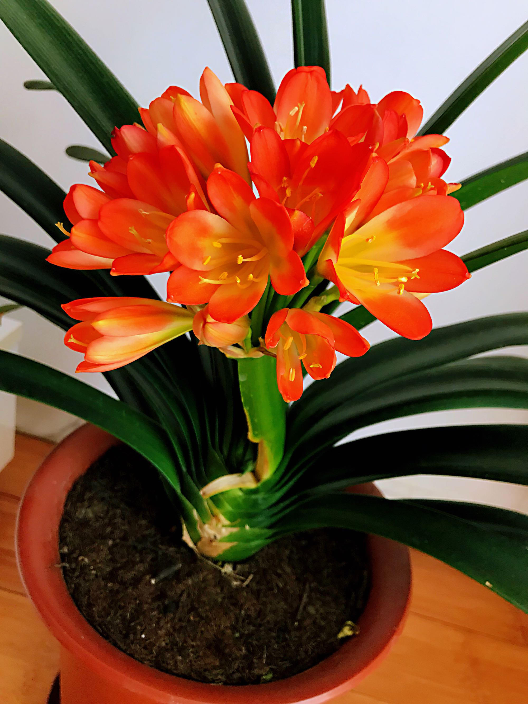 老爸养君子兰,用这植料叶子直挺挺,油光发亮,花超大又艳都羡慕