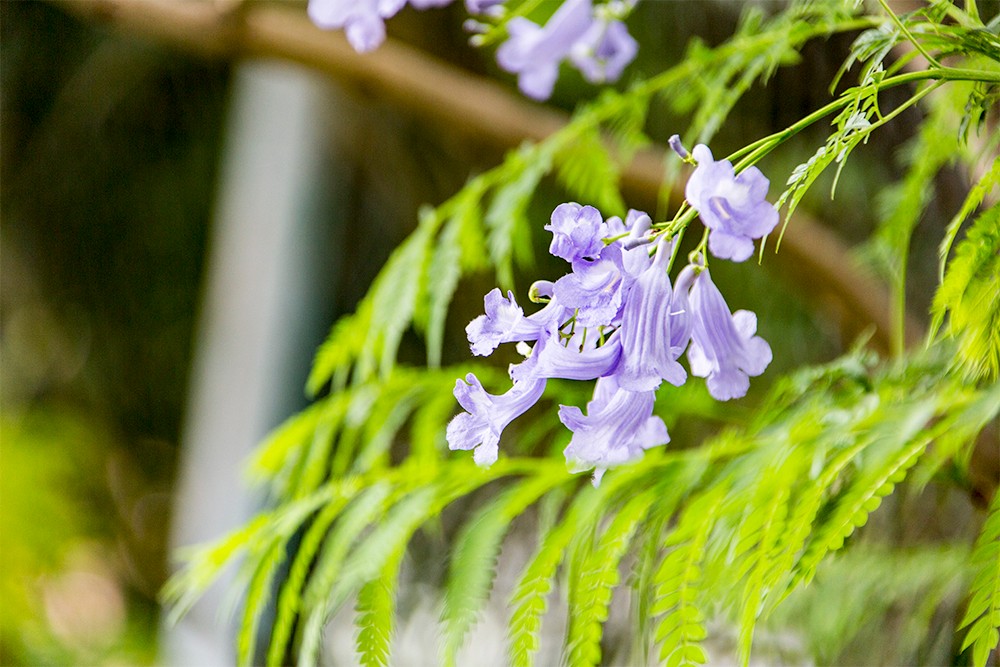 仓山的蓝楹花开了美到窒息据说它还有个名字叫考试花