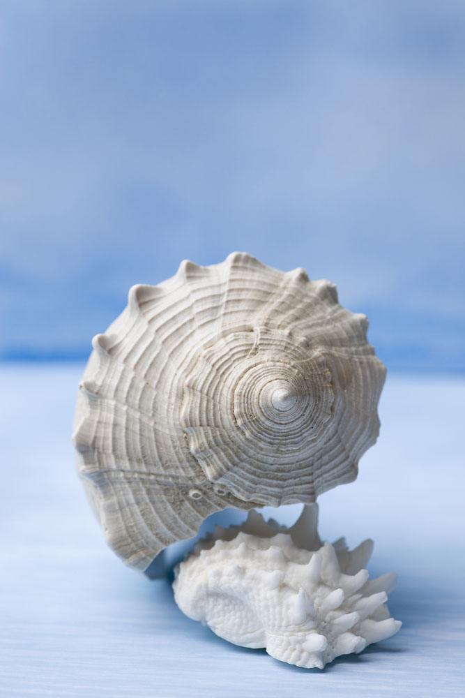 贝壳的主要组成以及有关软体动物的简介