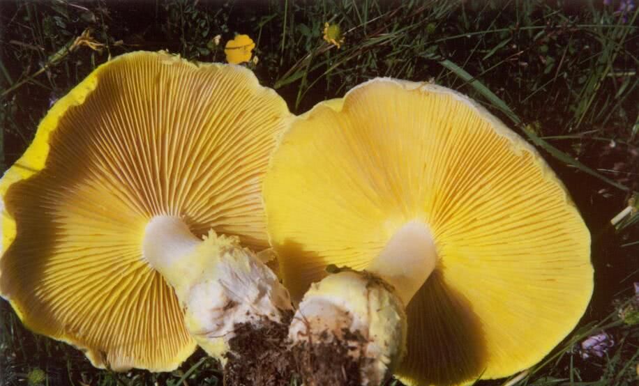 青藏高原上特有的蘑菇,看似不起眼,售价却高达