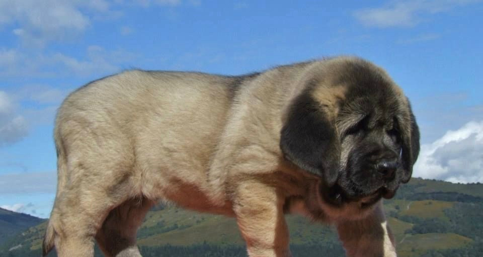 西班牙獒,真正的欧洲最凶悍烈性犬