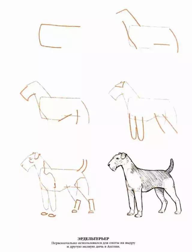 小白|50种狗狗的画法|画法|狗狗|教程_新浪新闻