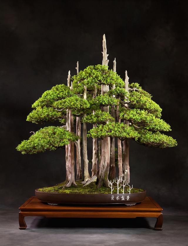 美国盆景的代表作goshin的前世今生,经典丛林盆景的成长史