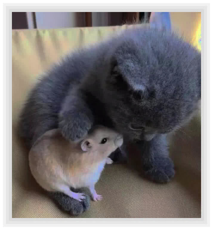 让老鼠和猫咪做朋友,相濡以沫|猫咪|主人|仓鼠_新浪新闻