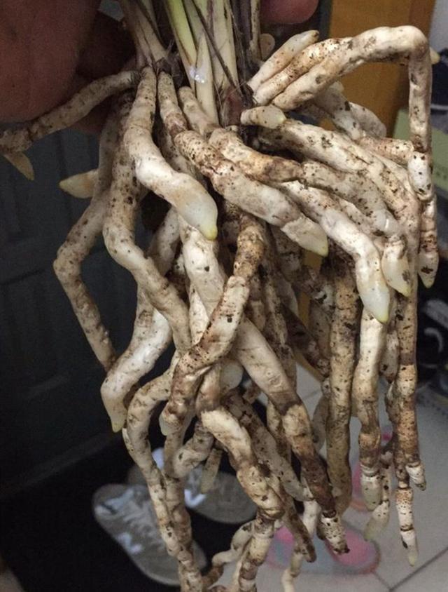 兰花易烂根2种生根法兰根长得粗又壮