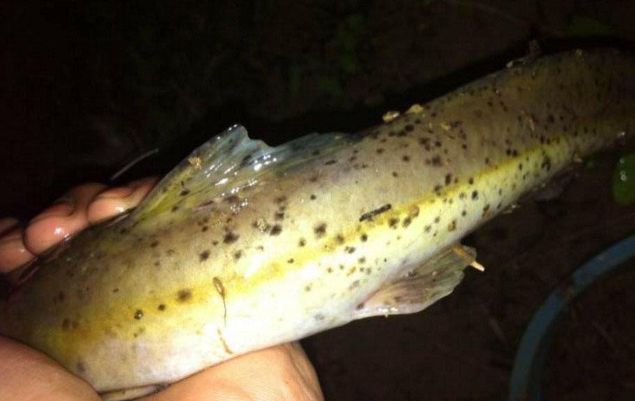 鱼身有黑色小斑点的"芝麻剑"已是很难尝到的人间美味