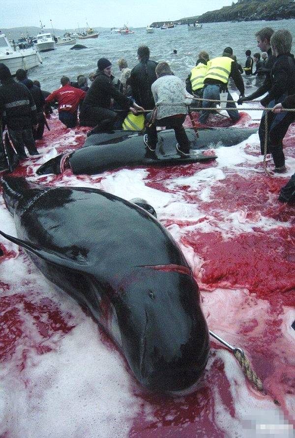 丹麦法罗群岛虐杀鲸鱼传统遭抨击 当地人反驳:食物来源与文化!