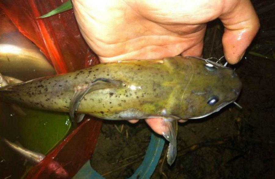 鱼身有黑色小斑点的"芝麻剑"已是很难尝到的人间美味