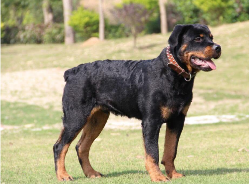 到底有什么原由?铲屎官:祈祷它早日雄起