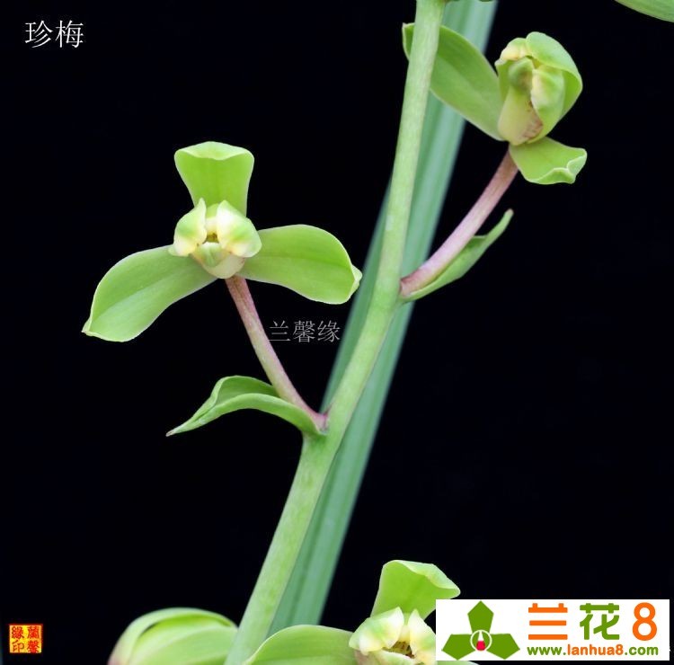 兰馨缘2018年蕙兰珍梅开品|蕙兰|兰馨_新浪新闻