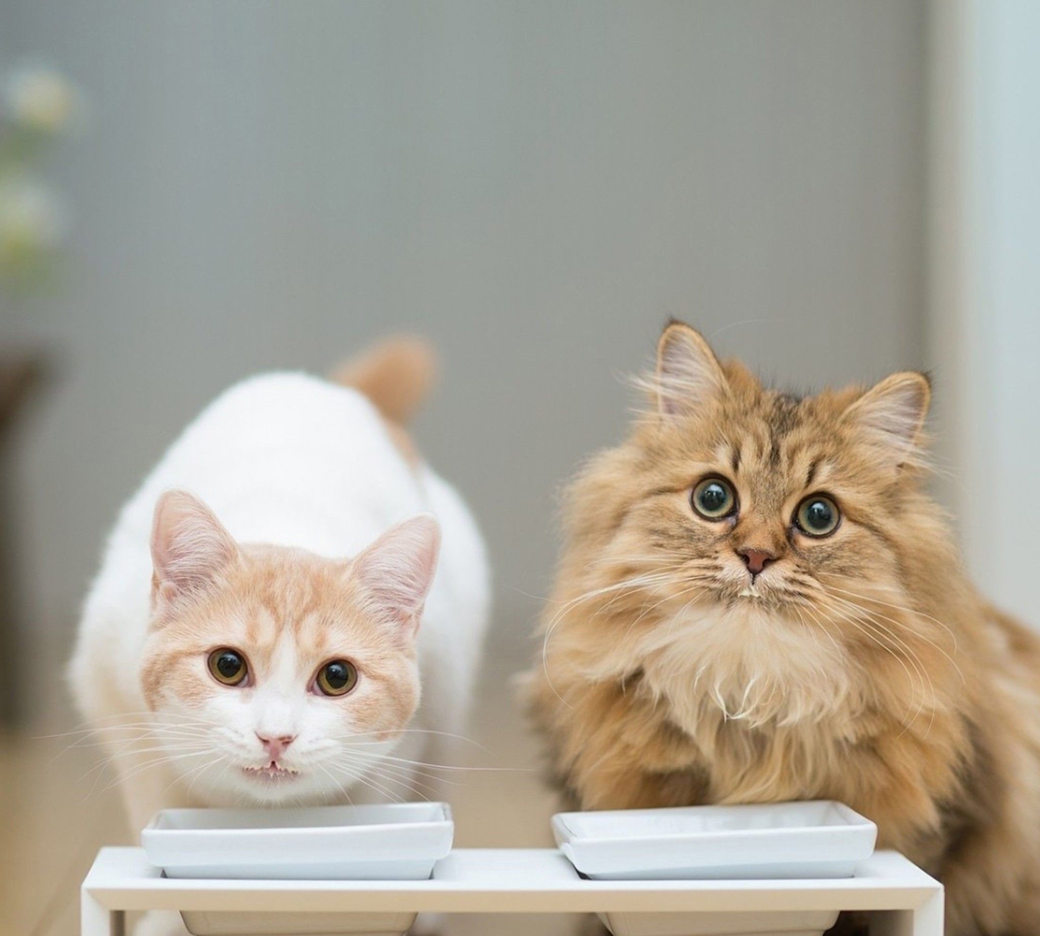 酷夏里买来一个甜筒,猫咪非吵着要吃,吃了一口后表情令人笑喷!