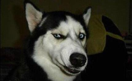 举头三尺有二哈每天回家被三只二哈冷漠的扫视心好累