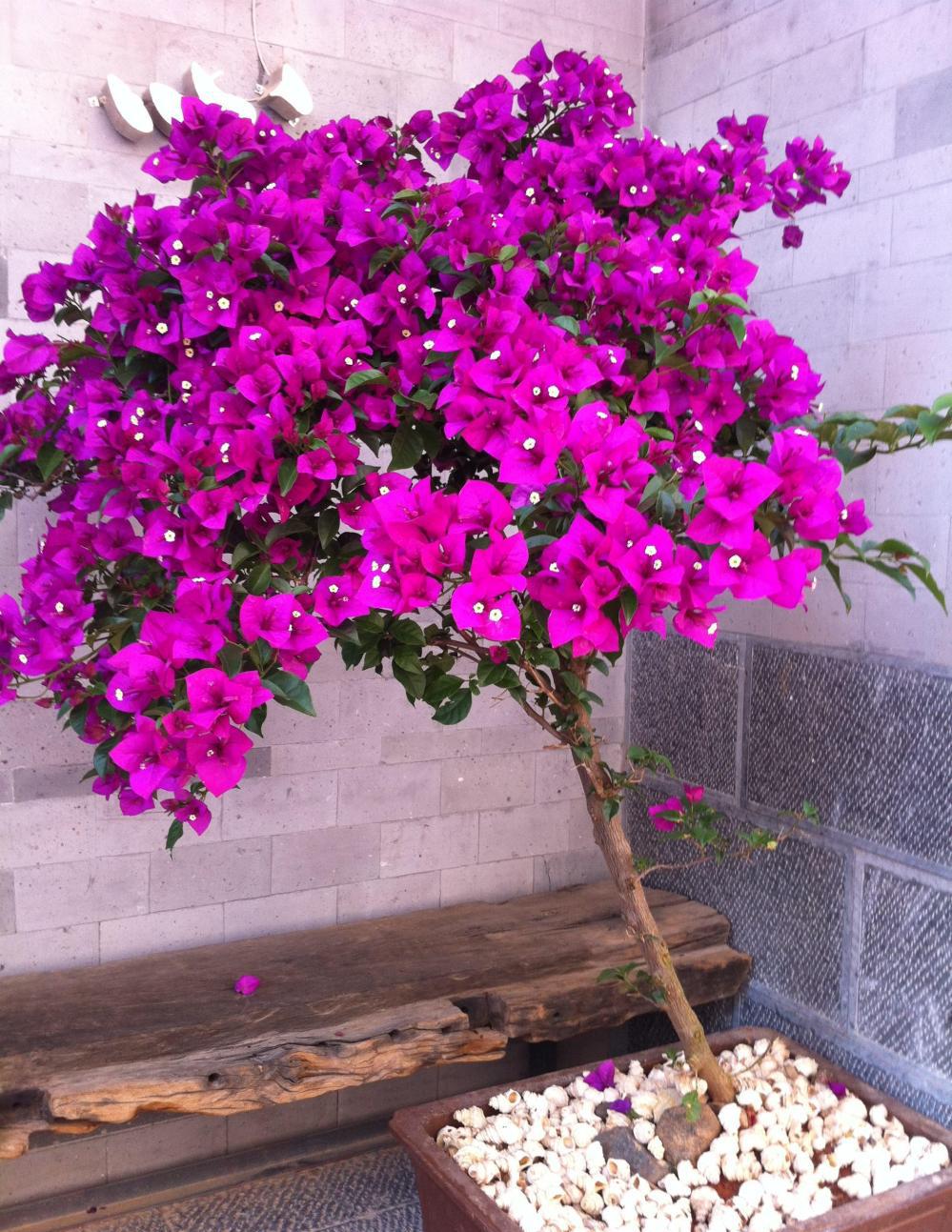 三角梅怎麼養才能開花(三角梅怎麼養才能開花快)