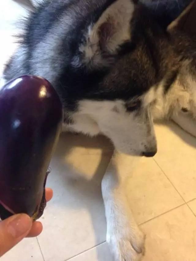 网友拿肉跟蔬菜测试二哈的反应,二哈:肉肉快到嘴里来