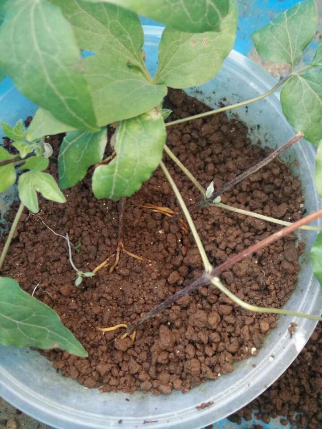 铁线莲的扦插经验分享,照着做生根快,事半功倍,想不开爆都难!