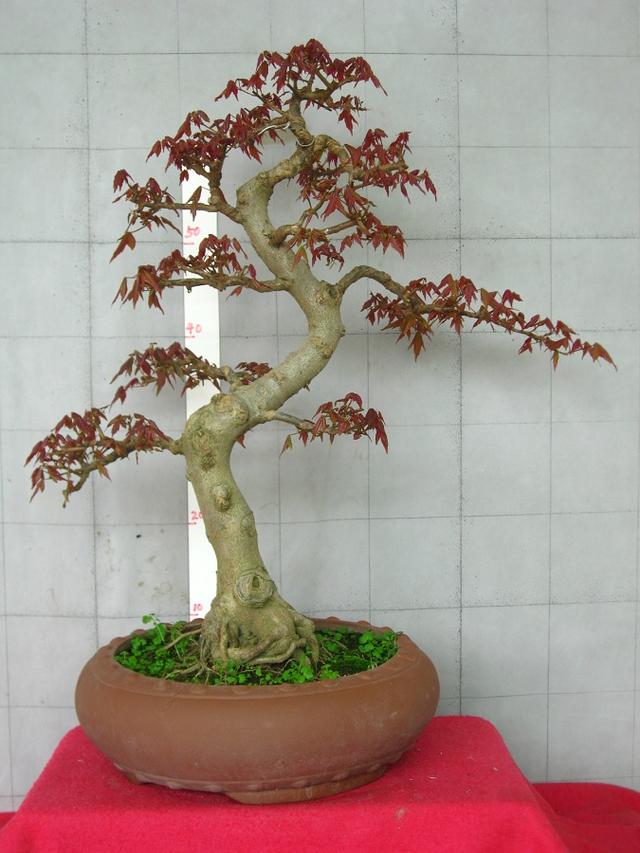 三角枫盆景特点怎么养三角枫丛林式需要注意这些